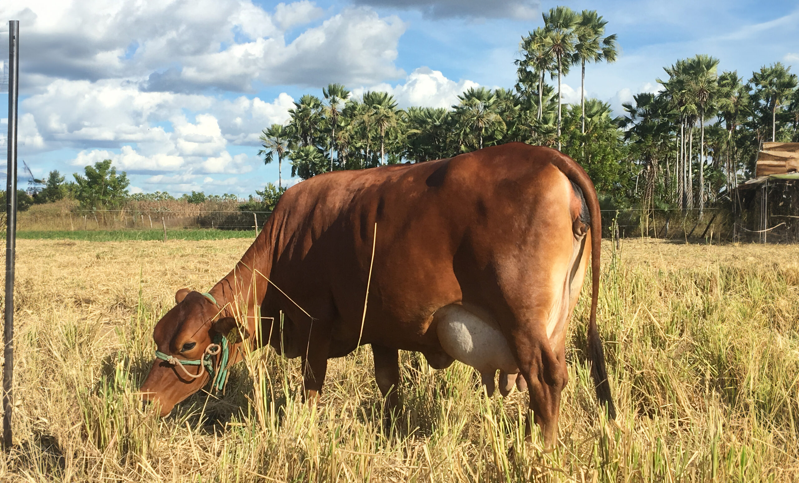 Cresce cruzamento de Sindi com base em rebanhos com controle leiteiro
