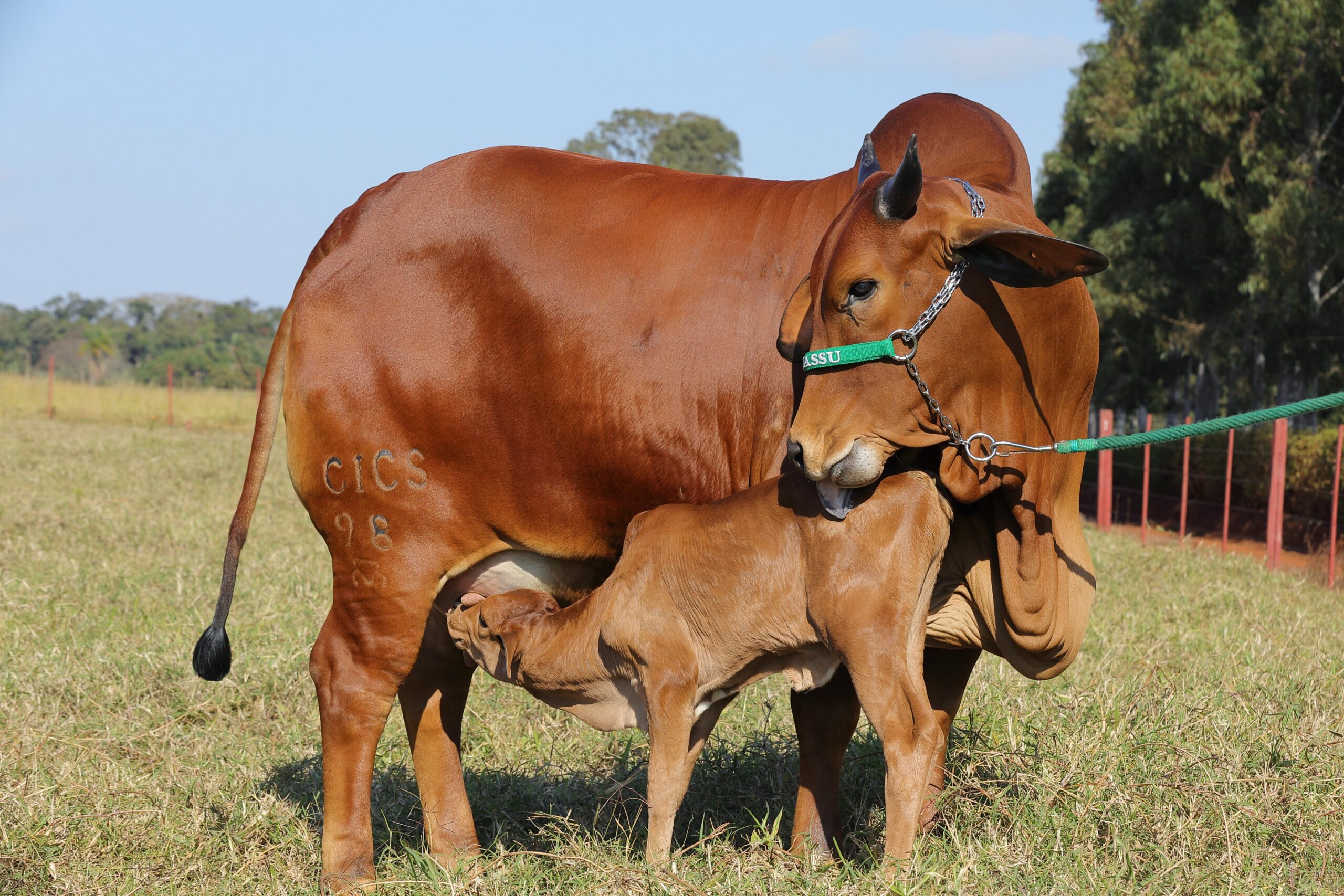Sindi cada vez melhor em prova do CTZL