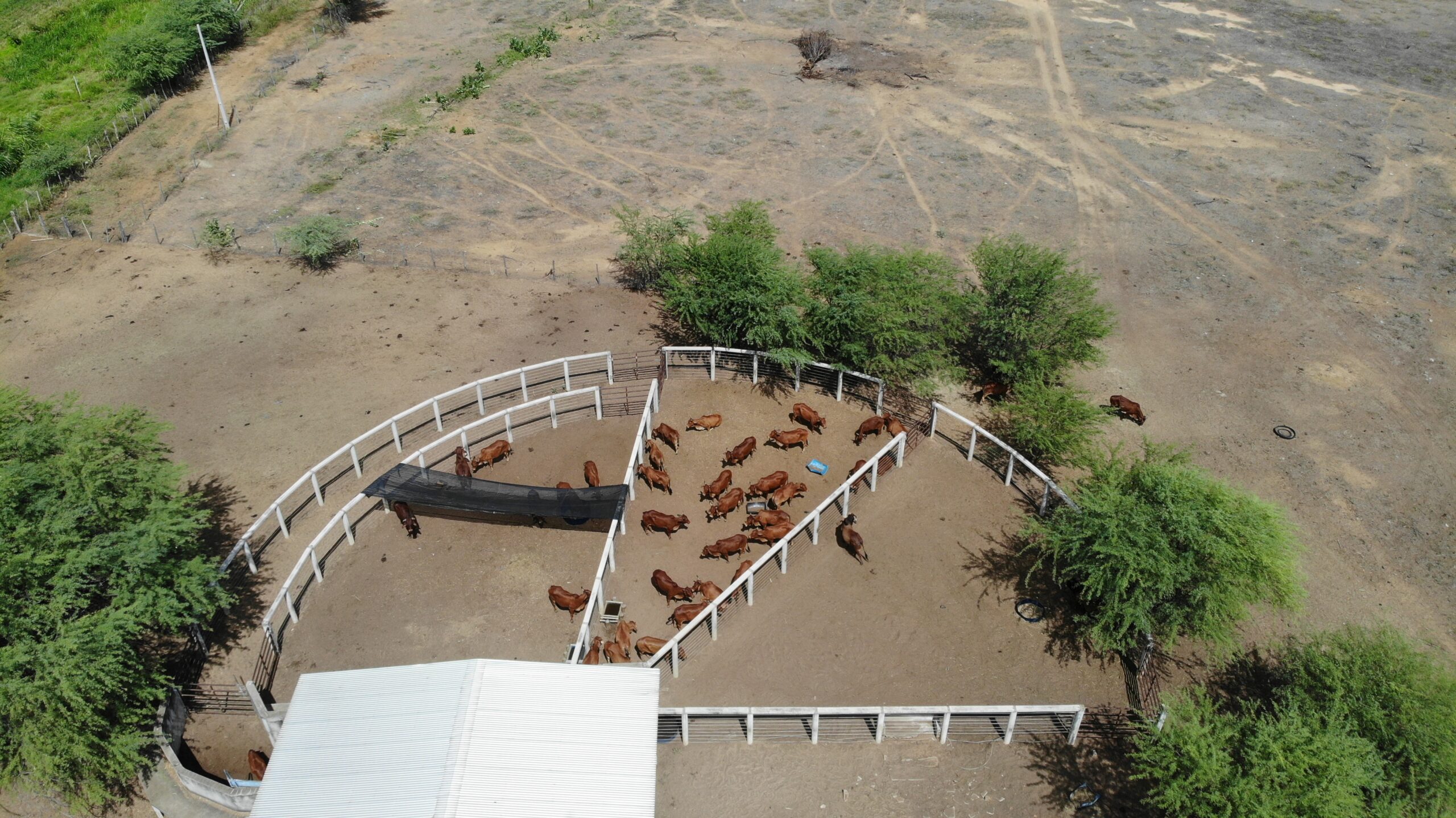 Sindi de Petrolina retoma sequência do registro genealógico