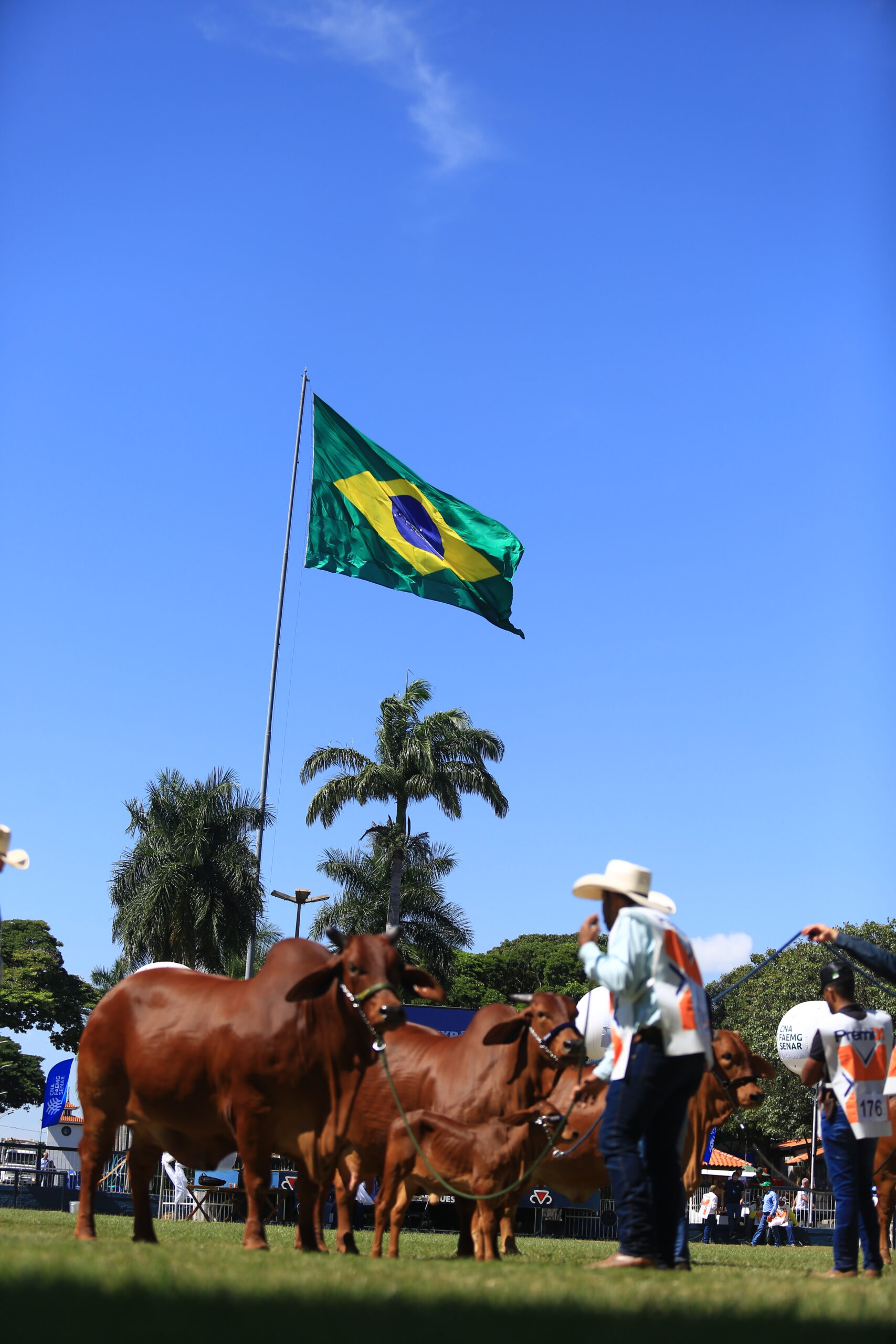 Raça Sindi brilha na ExpoZebu 2026: força, genética e recorde de participação